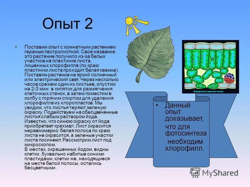 Опыт по биологии 6 класс хлорофилл. Эксперименты с растениями по биологии. Опыты с растениями. Фотосинтез в листе растения. Объясните почему в листьях пеларгонии окаймленной