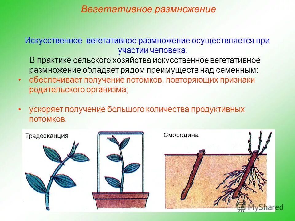Вегетативное размножение растений. Вегетативное размножение:вегетативные. Вегетативное размножение растений побег. Сообщение на тему вегетативное размножение цветковых растений. Процесс жизнедеятельности растений вегетативное размножение.