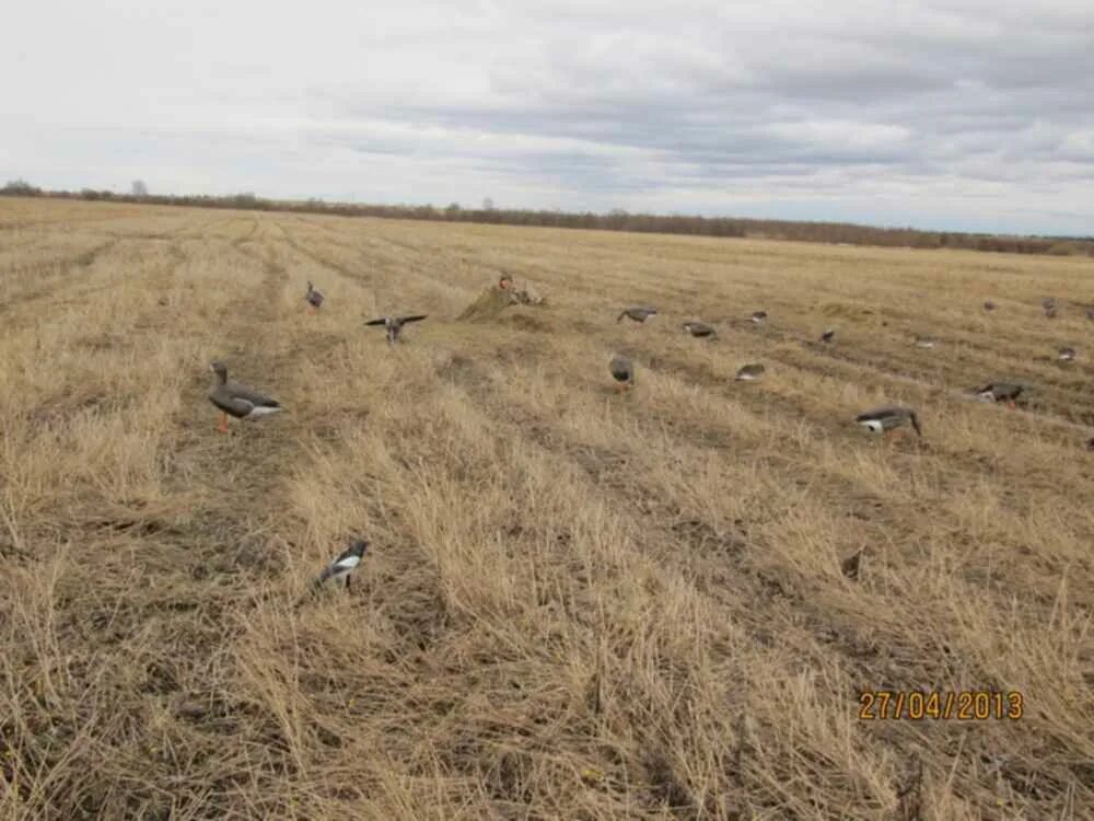 Охота гусей на полях. Охота на гуся в поле.