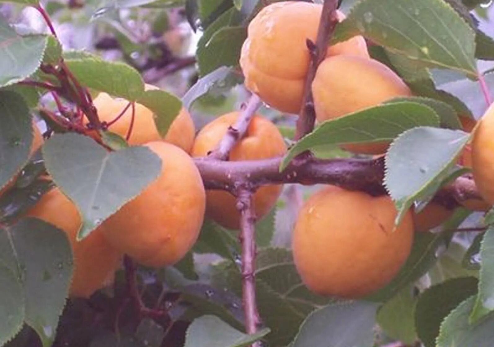 сорт абрикоса кичигинский. абрикос сибиряк саженцы. 9. абрикос сорт «восточно-сибирский». сорт абрикоса кичигинский.