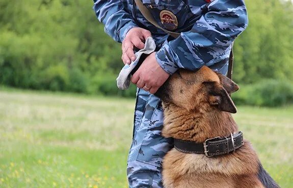 Собака по запаху человек. Собака коронавирус аэропорт хельсинки. Собака по запаху человек. Выборка вещи дрессировка для служебных собак. Собаки обнюхиваются.