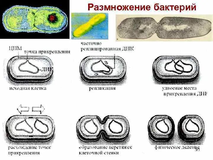 Размножение бактерий примеры. Размножение бактерий. Способы размножения бактерий. Размножение бактерий схема. Типы размножения бактерий.