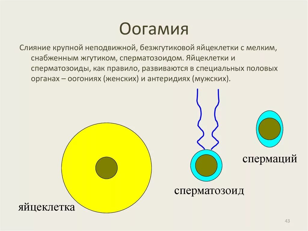 В результате слияния гамет происходит. Половое размножение оогамия. Оогамия Тип размножения. Оогамия примеры. Оогамия характерна для.