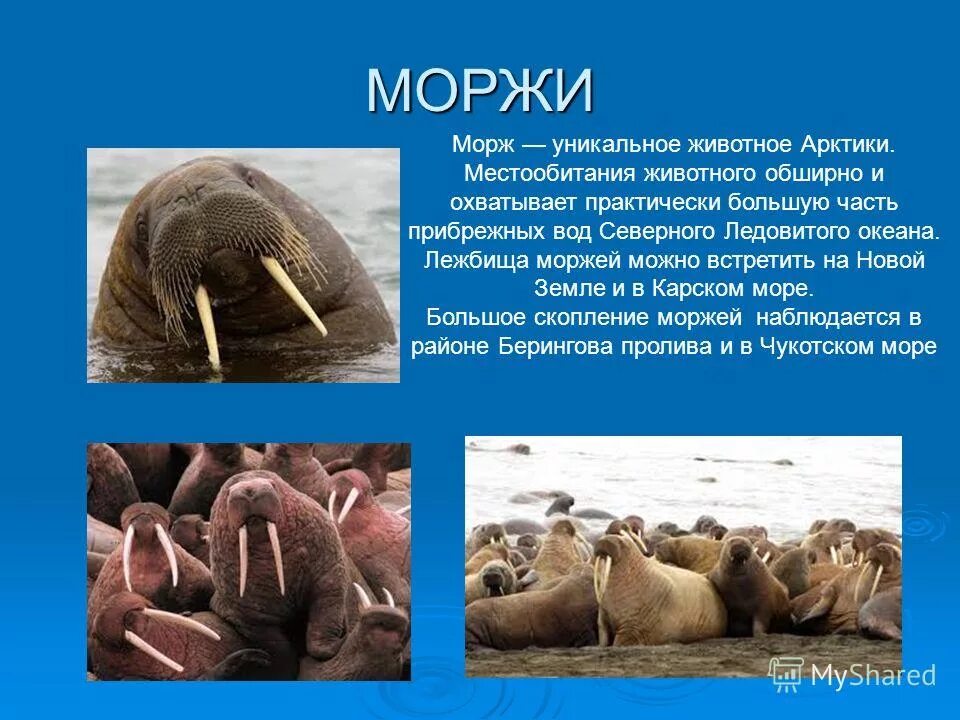 Морж приспособление к среде обитания. Морж презентация. Обитатели севера. Информация о Морже. Презентация на тему морж.