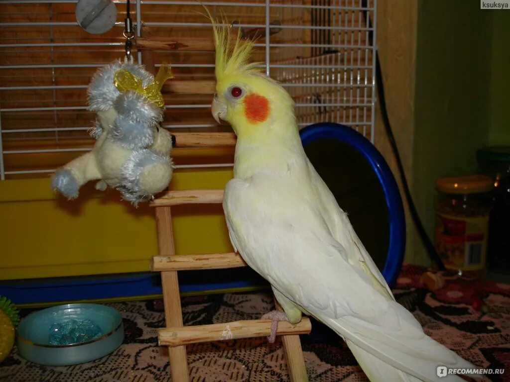 Корелла браво. Австралийский попугай корелла. Кореллы лютино. Попугай корелла. Корелла желтый.