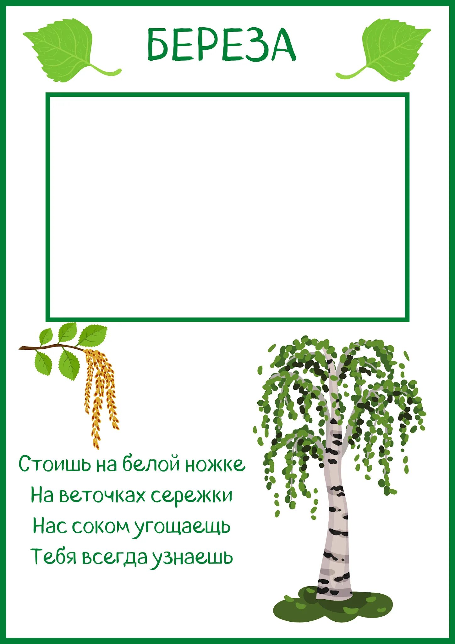 Березка краткое. Береза описание для гербария. Описание березы. Берёза информация о дереве. Береза карточка для детей.