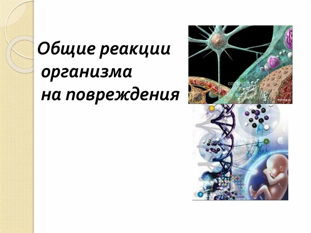 Реакции организма. Общая реакция организма на ранение. Общая реакция организма на травму. Реакции организма на повреждение.