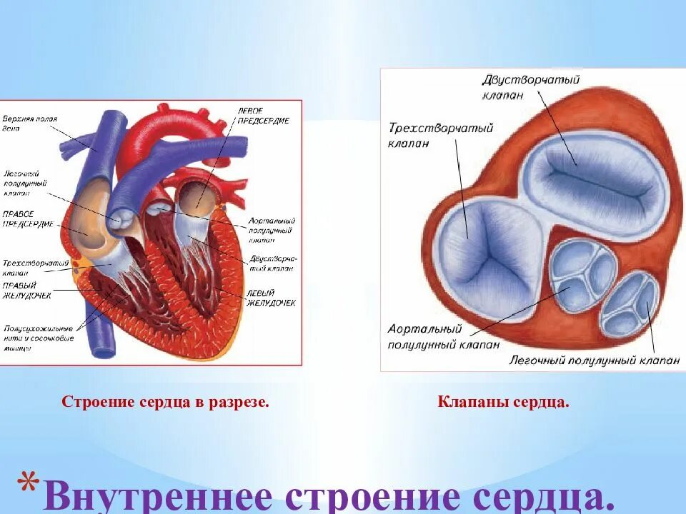 2 3 сердца находится в. Трехстворчатый клапан сердца строение. двухстворчатый клапан сердца. двустворчатый аортальный клапан анатомия. впс двустворчатый аортальный клапан.