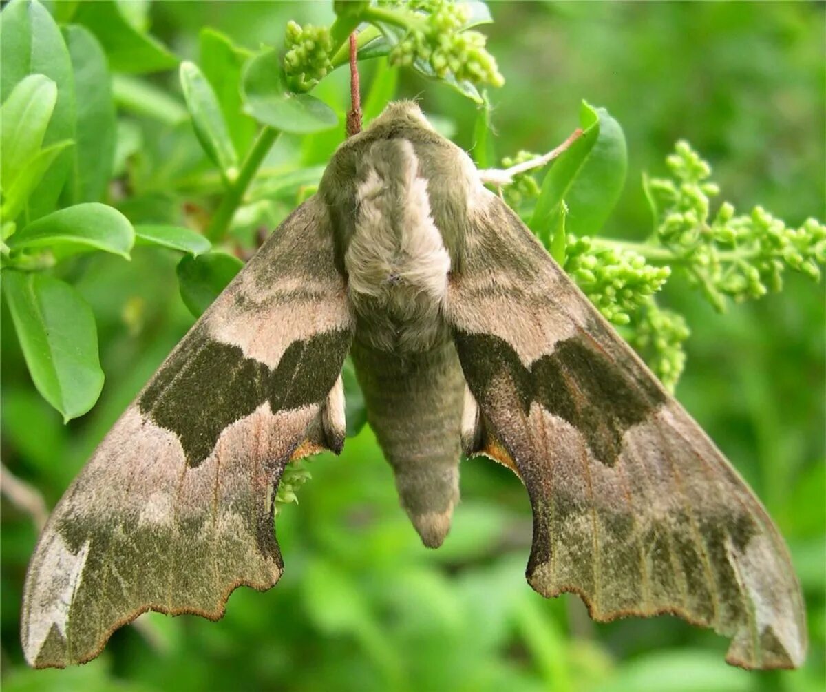 Моль Богонга. Мотылек Богонга. Ночные бабочки (Bogong Moth). Тутовый шелкопряд бабочка. Мотылки