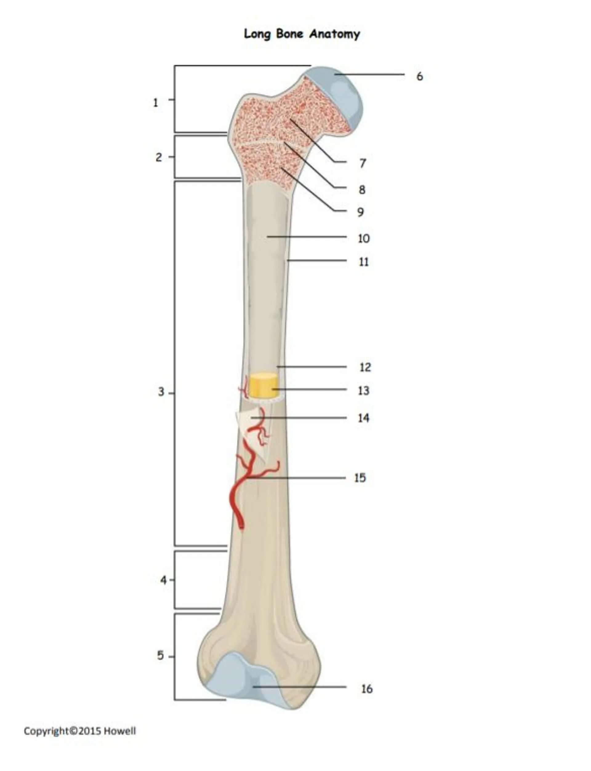 Long bone. Long Bones. Bone structure. Bone structure Worksheet.