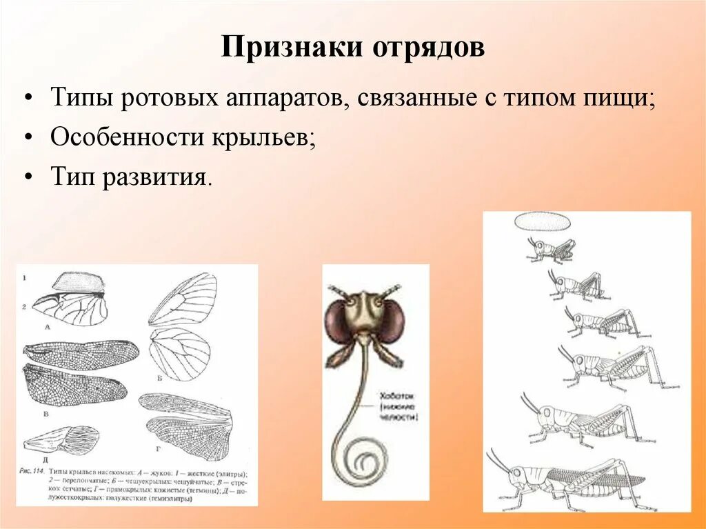 Какой тип развития характерен для европейского керчака. Типы крыльев насекомых. Типы крыльев насекомых с примерами. Крылья разных отрядов насекомых. Типы ротовых аппаратов насекомых.