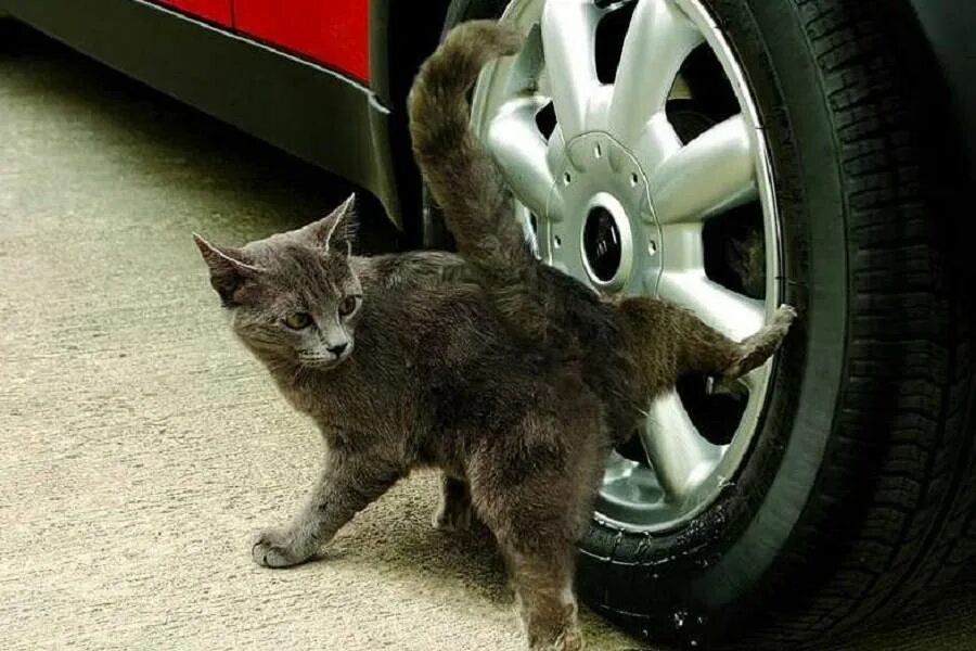 Какие коты метят территорию в квартире. Кот метит. кот метит территорию. коты метят территорию. кот помечает территорию.