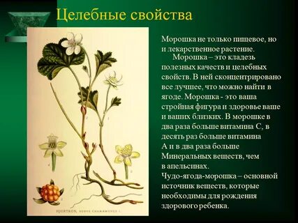 Морошка свойства и применение