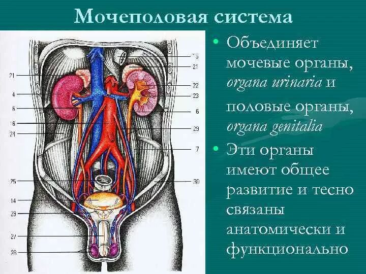 Схема органов мочеполовой системы женской. Анатомия человека мужская Мочеполовая система. Строение мужской выделительной системы. Строение мужской мочеполовой системы в разрезе.