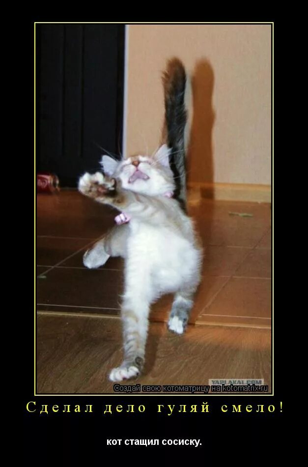 креативный субботник. коты приколы с надписями. много дел прикол. видео про дела. фонд бездомных животных.