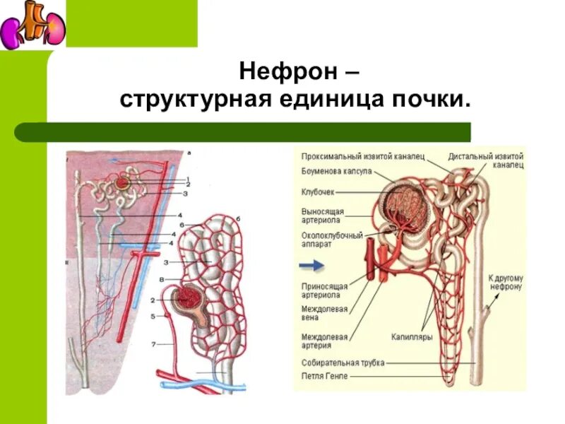 Нефрон структурно-функциональная единица почки. Нефрон – функционально-структурная единица почки. Схема структурно функциональной единицы почки нефрона. Строение структурно функциональной единицы почки. Структурная функциональная единица почки называется