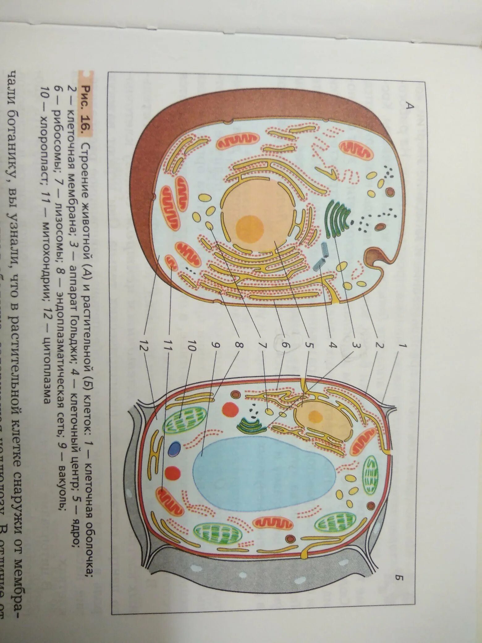Растительная живая клетка рисунок. Нарисовать строение растительной и животной клетки. Схема строения клетки животного и растения. Строение животной клетки и строение растительной клетки. Строение живой и растительной клетки.
