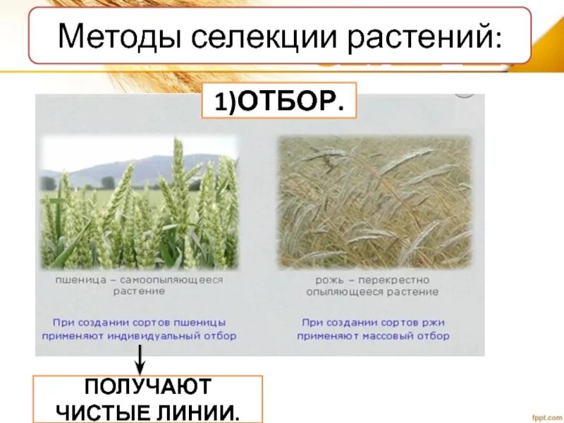 Метод селекции искусственный отбор. Массовый отбор в селекции. Массовый искусственный отбор. Массовый отбор по фенотипу. Массовый отбор по фенотипу.
