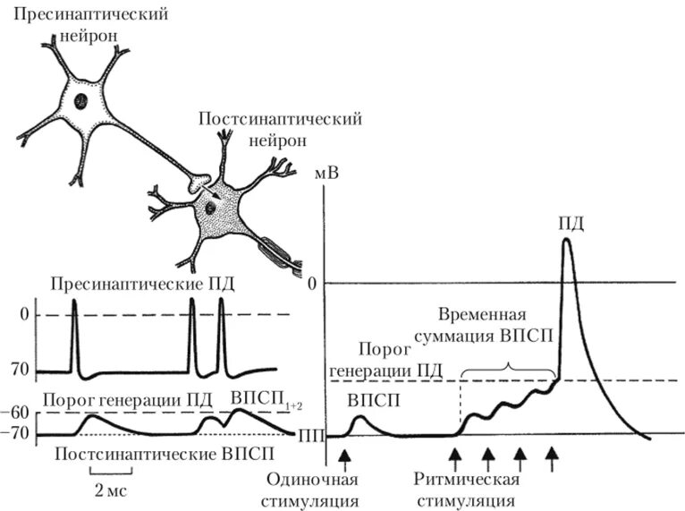 Процесс возбуждения нервных клеток. Временная и пространственная суммация схема. Временная (последовательная) суммация ВПСП:. Пространственная суммация график. Электрограмма временной суммации.