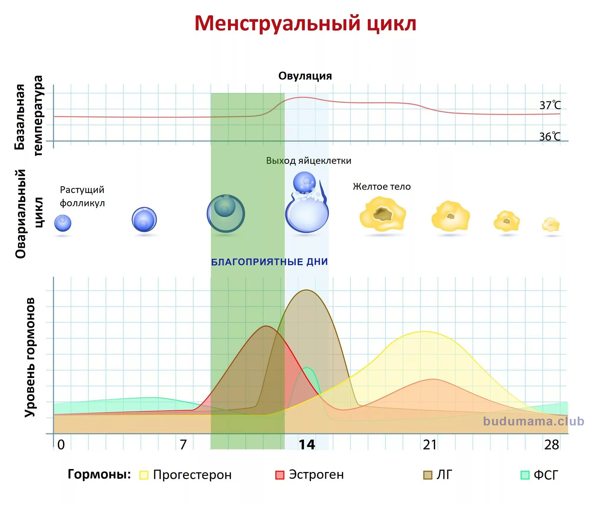 Цикл овуляции. Менструальный цикл график. Дни цикла для зачатия. Цикл овуляции календарь. Овуляция через цикл