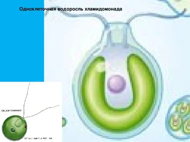 Строение одноклеточных водорослей на примере хламидомонады Ответы : Как происходит размножение у одноклеточных водорослей.