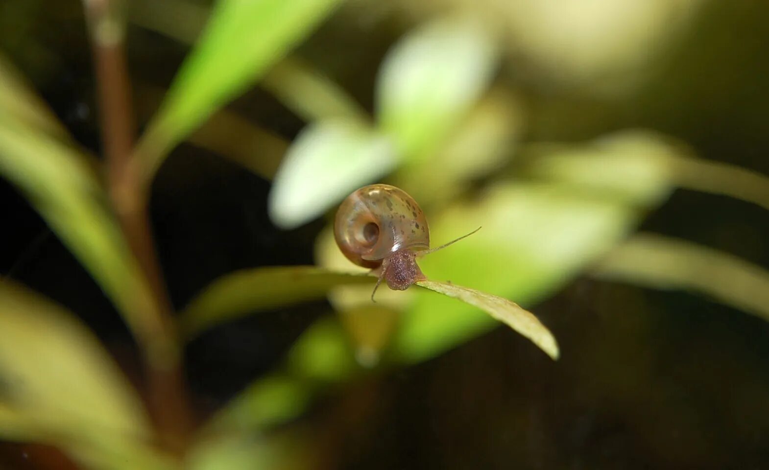 Ramshorn Snail улитка катушка. Улитка ампулярия детки. Planorbarius corneus. Улитка Голиаф аквариумная.