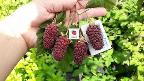 Сорт ежемалины логанберри отзывы