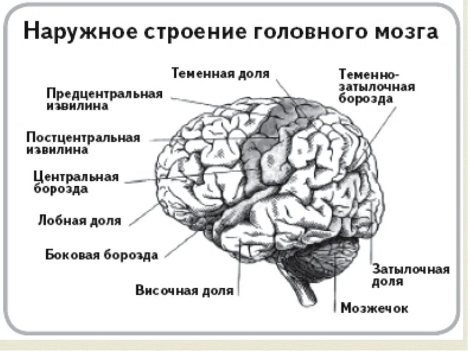 Как головной мозг связан с другими органами. Наружное строение головного мозга. Строение головного мозга анатомия человека. Схема строения головного мозга. Головной мозг строение анатомия схема.