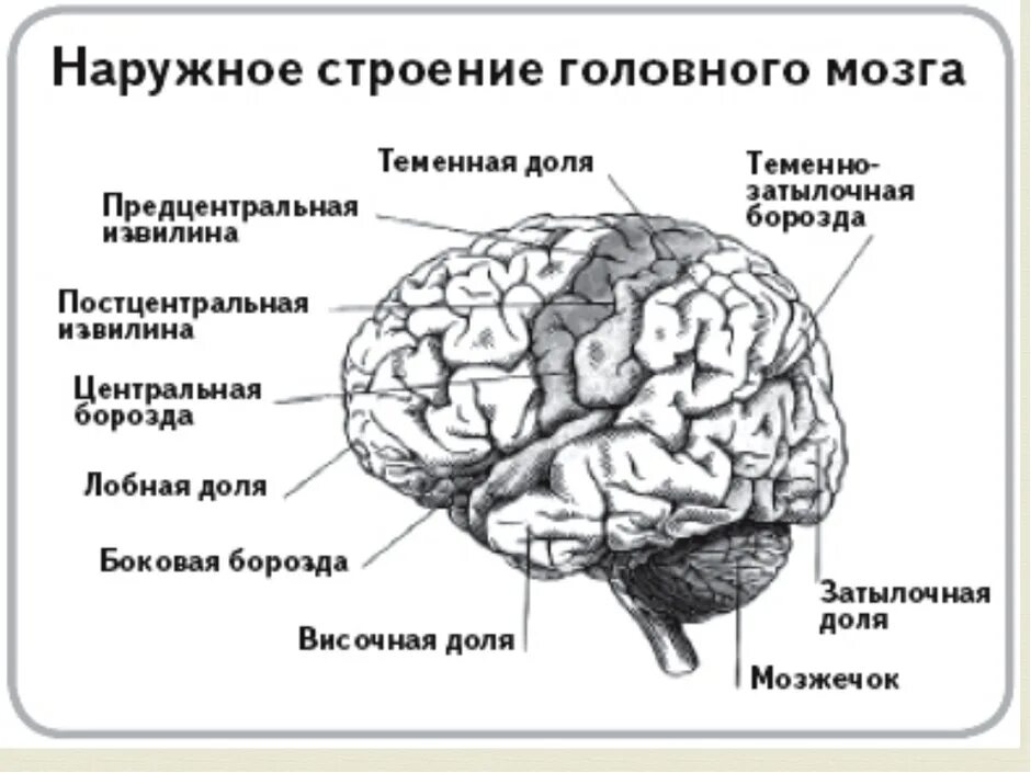 Рассмотрите рисунок с изображением мозга человека. Наружное строение головного мозга. строение головного мозга анатомия человека. схема строения головного мозга. головной мозг строение анатомия схема.