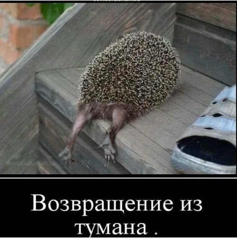 кот леха. забавные картинки про работу. не трогайте я с работы пришла. резюме смешные картинки. пришла с работы.