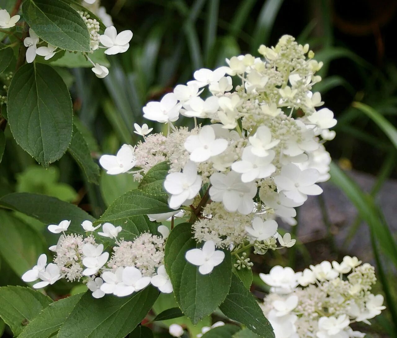 Фертильные соцветия. Фертильные соцветия. Фертильные соцветия. Hydrangea petiolaris. Фертильные соцветия.