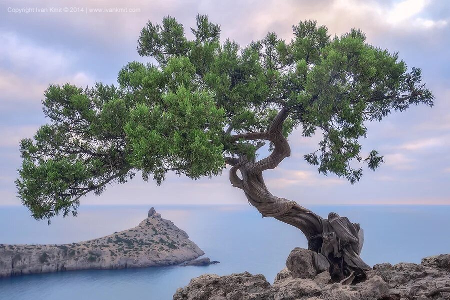 Чинара у черного моря. Дерево на скале у моря. Деревья растущие у моря. Море деревьев. Чинара на скале