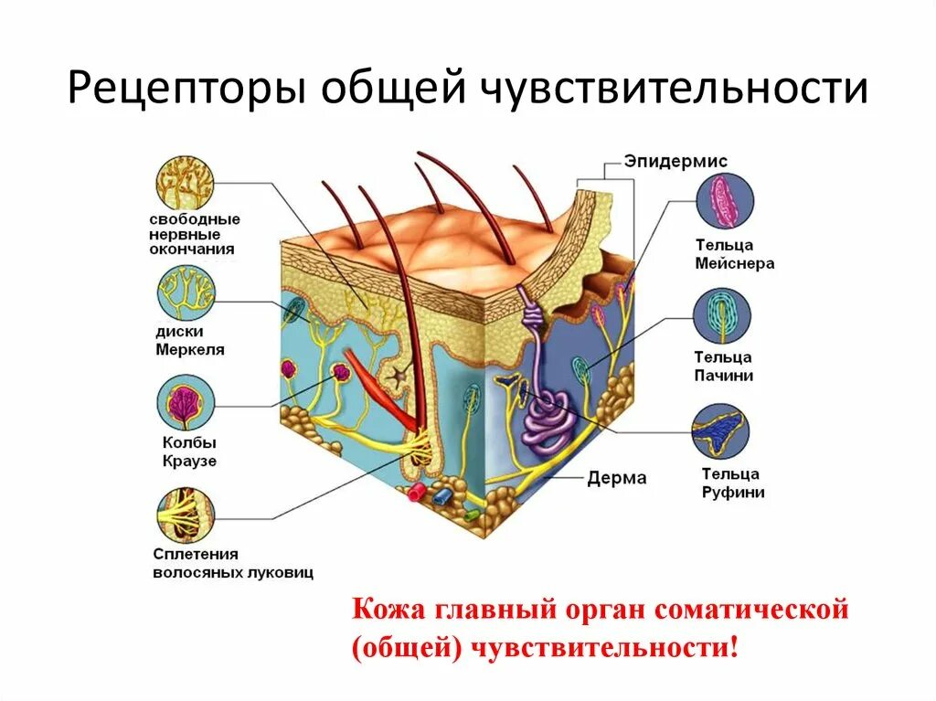 Тактильные чувствительные рецепторы. Рецепторы общей чувствительности. Тактильные рецепторы кожи. Строение анализатора осязания.