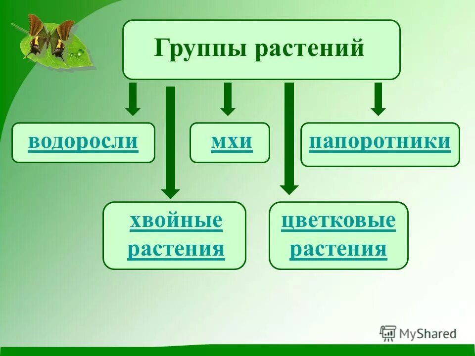 5 основных групп растений. Группы растений. Растения по группам. Основные группы растений. Группы растений 3 класс.