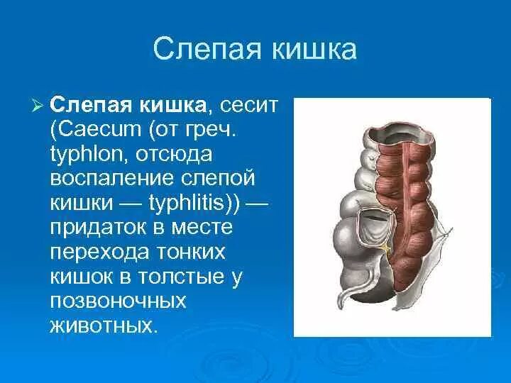 Слепая кишка стенки. Функции слепой кишки у человека.