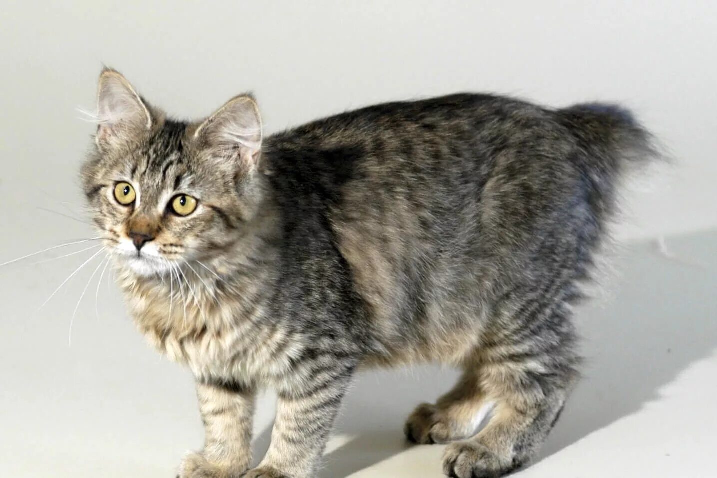 Скоттиш страйт вискас. Британская сильвер табби. Бурмилла короткошерстная. Как выглядит окрас. Пикси боб кот.
