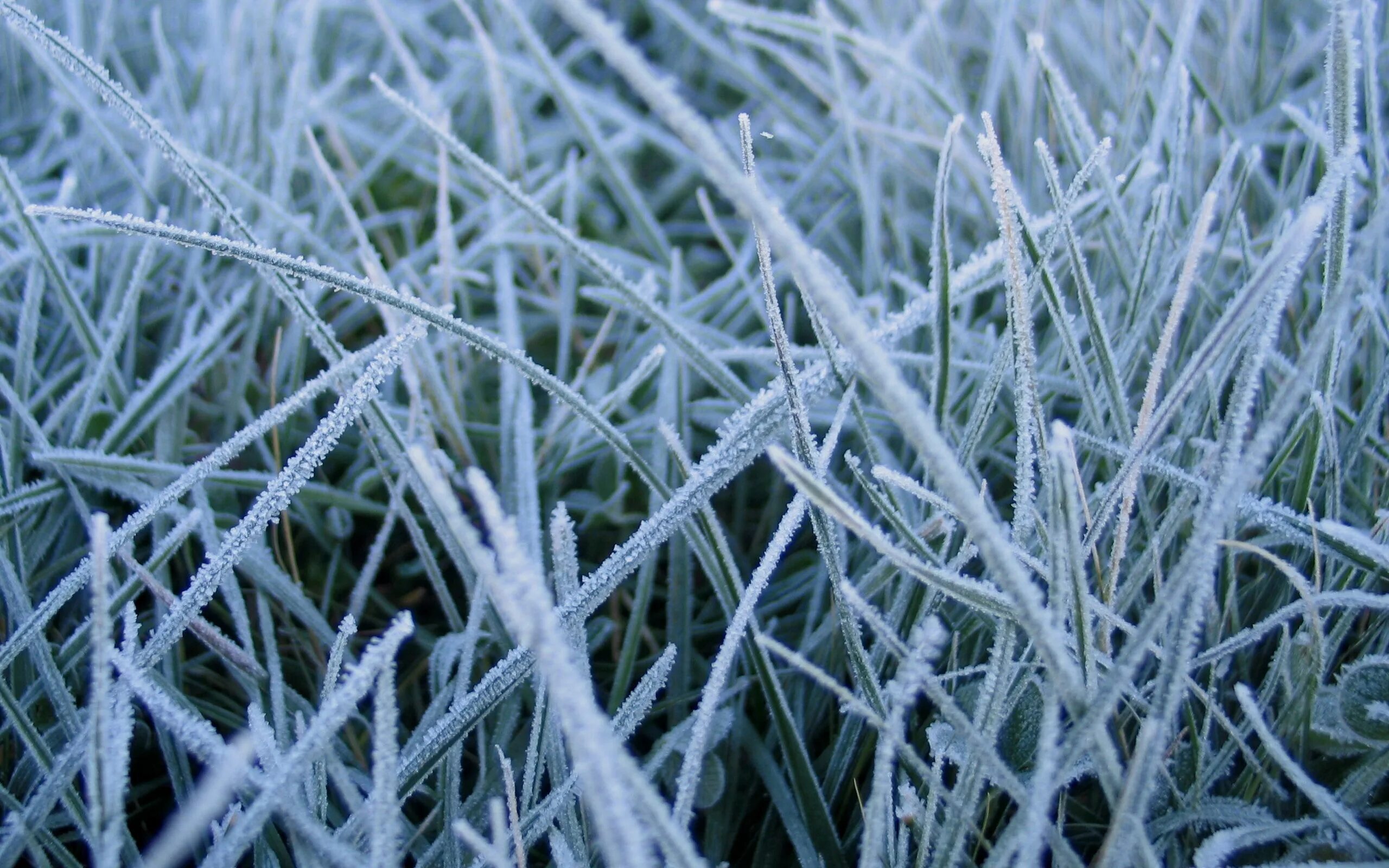 Иней на траве. Замерзшая трава. Изморозь на траве. Зимние растения.