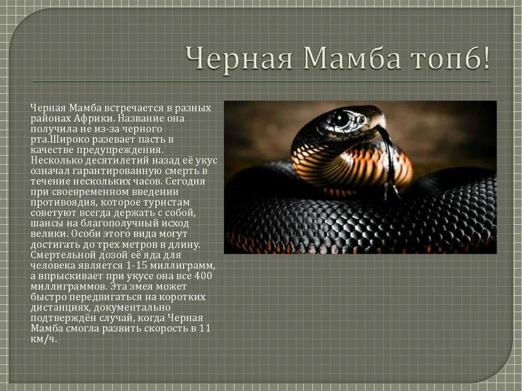 Истории про змеи. Чёрная мамба змея укусы. Черная мамба змея рассказ. Черная мамба доклад. Сообщение про самую ядовитую змею.