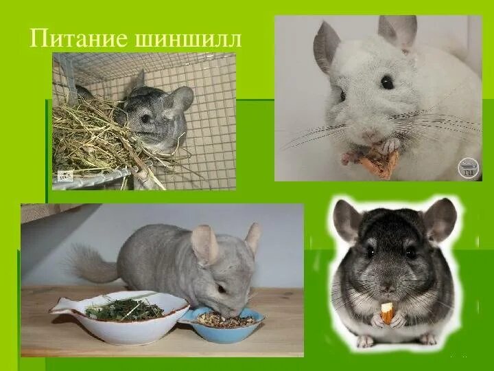 Чем можно кормить шиншиллу
