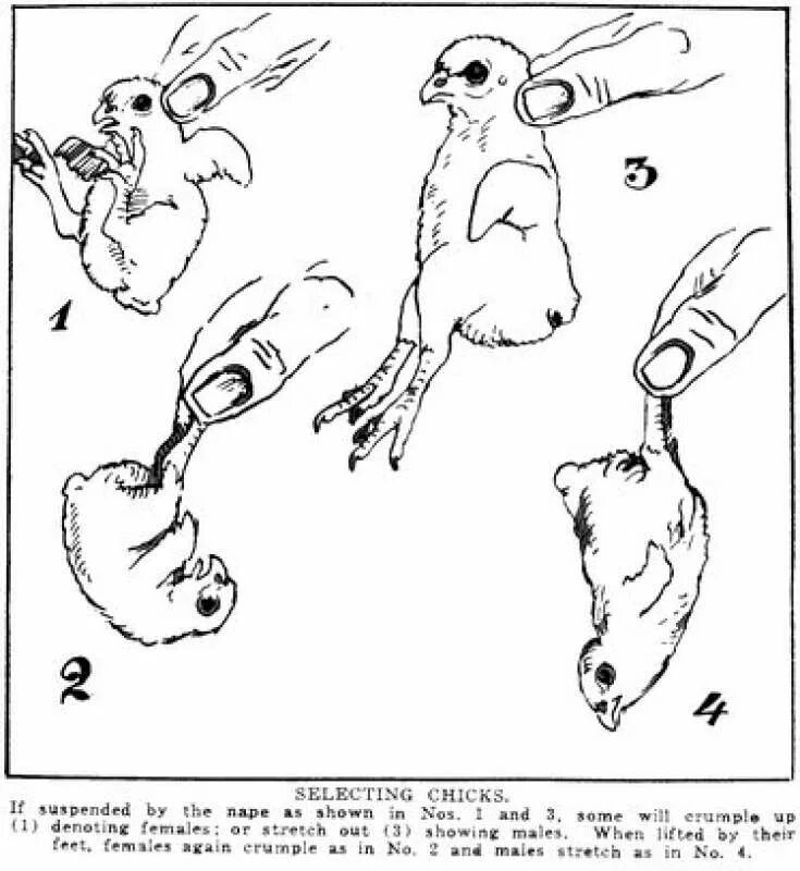 Как отличить суточных цыплят. Как отличить пол цыпленка. Японский метод определения пола у цыплят. Как определить пол у цыплят суточных.