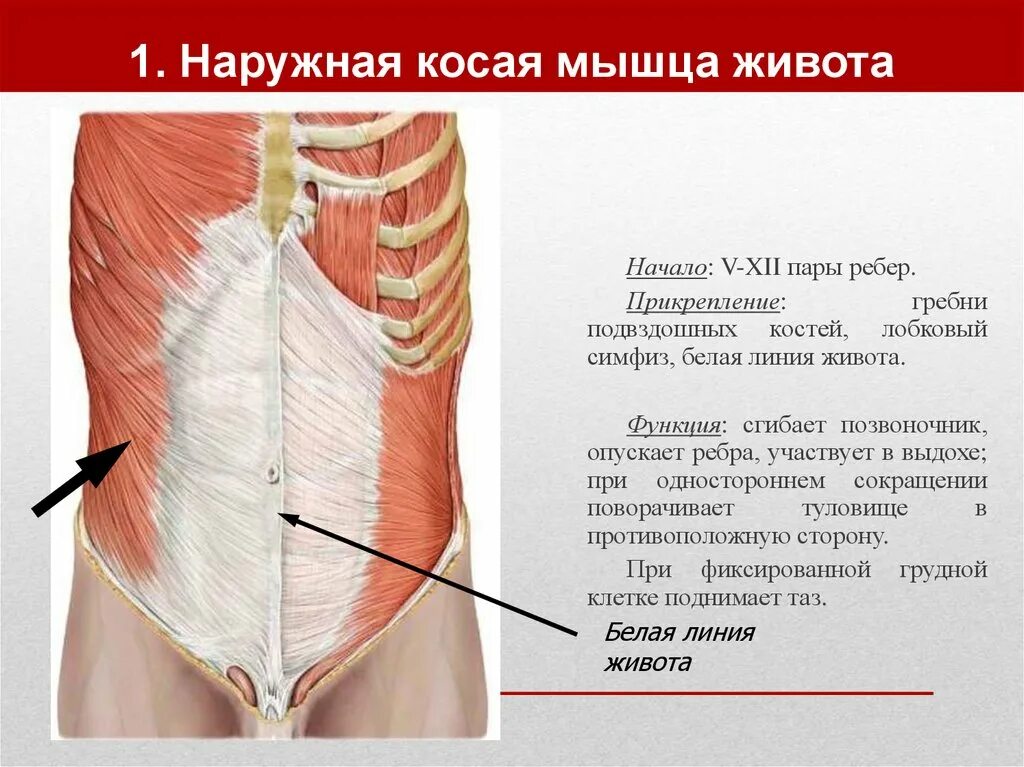 Сильные мышцы живота. Наружная косая мышца живота функции. Внутренняя косая мышца живота функции прикрепление. Наружная косая мышца живота начало и прикрепление функции. Наружная косая мышца живота (m. obliquus externus abdominis).