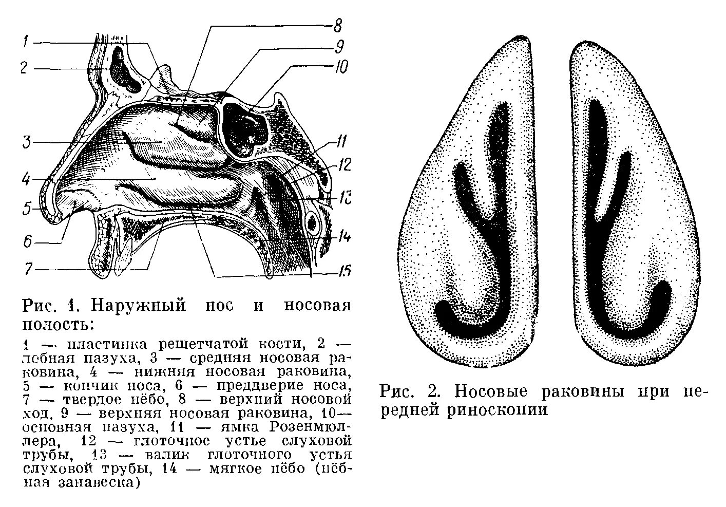 Строение носа человека схема