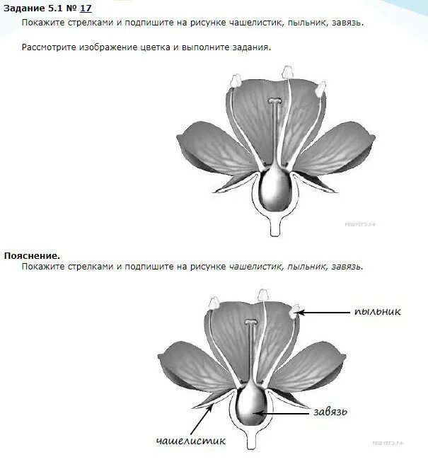 Решувпр биология 6 класс. ВПР по биологии 6 класс цветок. Рассмотрите изображение цветка. Шпаргалки для ВПР по биологии 6 класс. Задания ВПР по биологии 6 класс.
