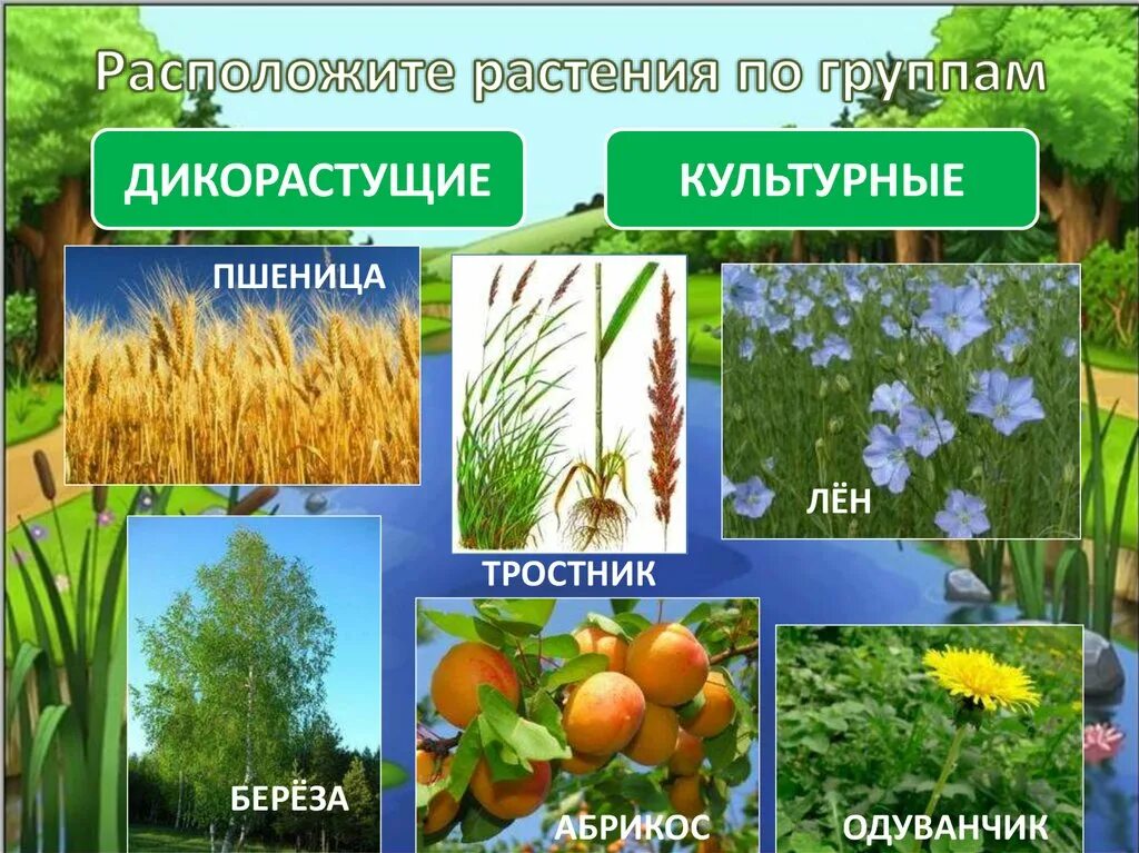 Выберите из списка культурные растения. Культурные растения. Дикорастущие и культурные. Группы культурных растений. Цветы дикорастущие и культурные.