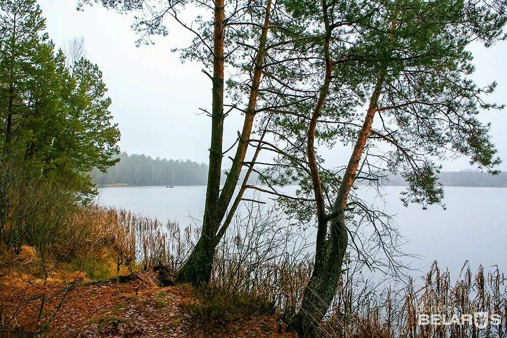 Биологический заказник. Биологические заказники. Биологический заказник. Чановский заказник фото. Споровское болото.