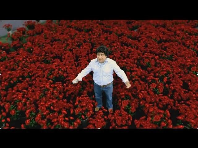 Миллион алых роз мужчина. Миллион роз. миллион алых роз. миллион алых роз фото. мужчина с миллионом роз.