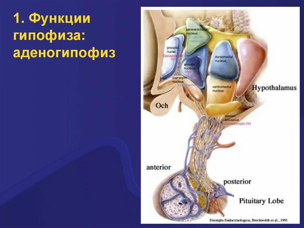 Выполняемые функции гипофиза. Гипофиз функции. Функции аденогипофиза. Функционирование гипофиза. Функции аденогипофиза физиология.