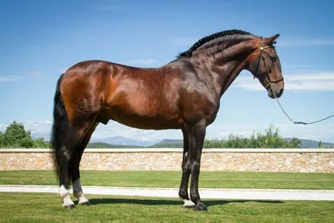 Gonna horse