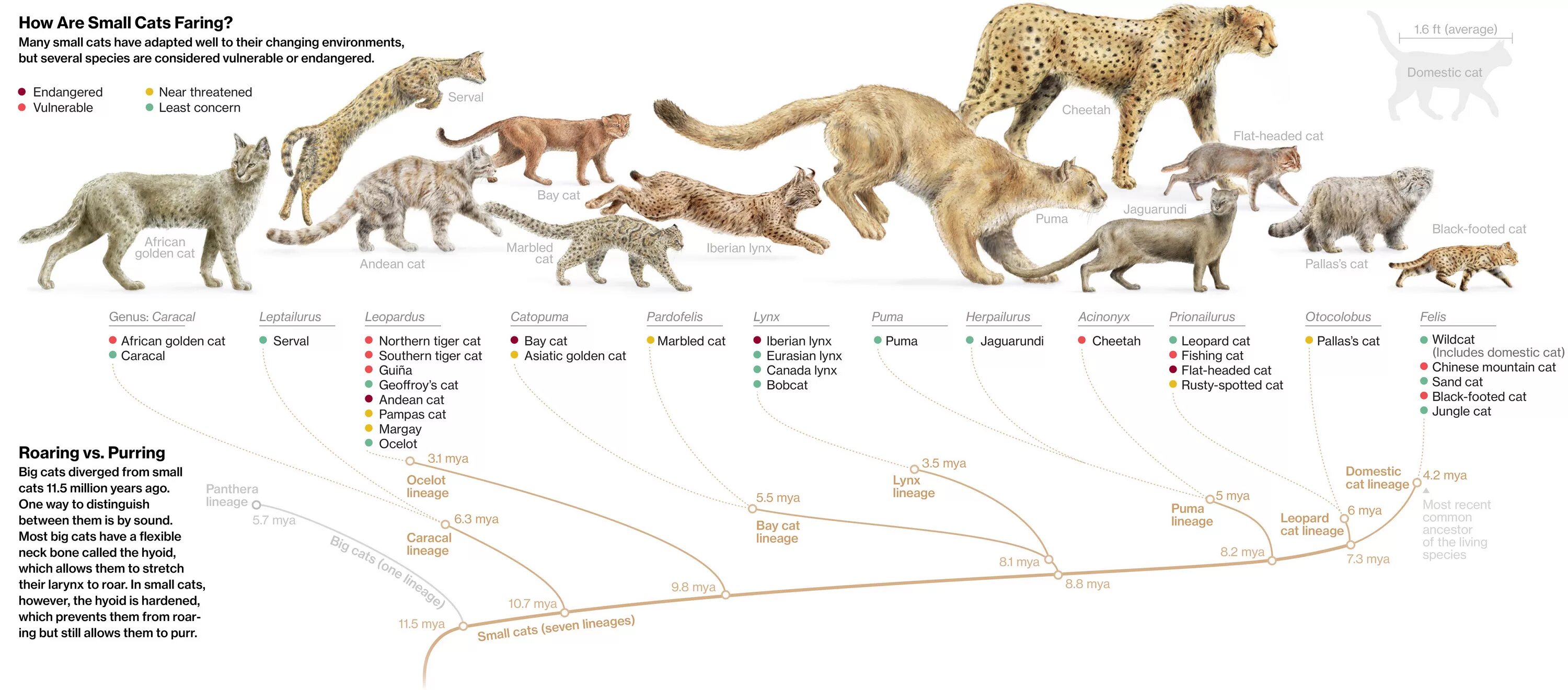 Размер домашней кошки. Филогенетическое Древо кошек. Эволюция кошачьих Древо. Предки кошек Эволюция. Эволюционное Древо кошек.