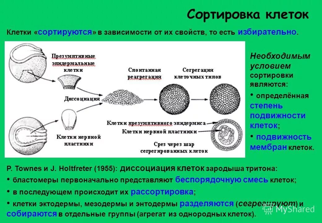 Клетка онтогенез. Сортировка клеток и адгезия. Сущность сортировки клеток. Сортировка и адгезия клеток в онтогенезе. Избирательная сортировка клеток в онтогенезе.